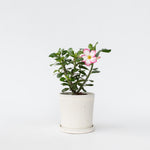 Desert Rose - Adenium Obesum - Height 30-45cm - ⌀13cm | Set of 1 | Pink