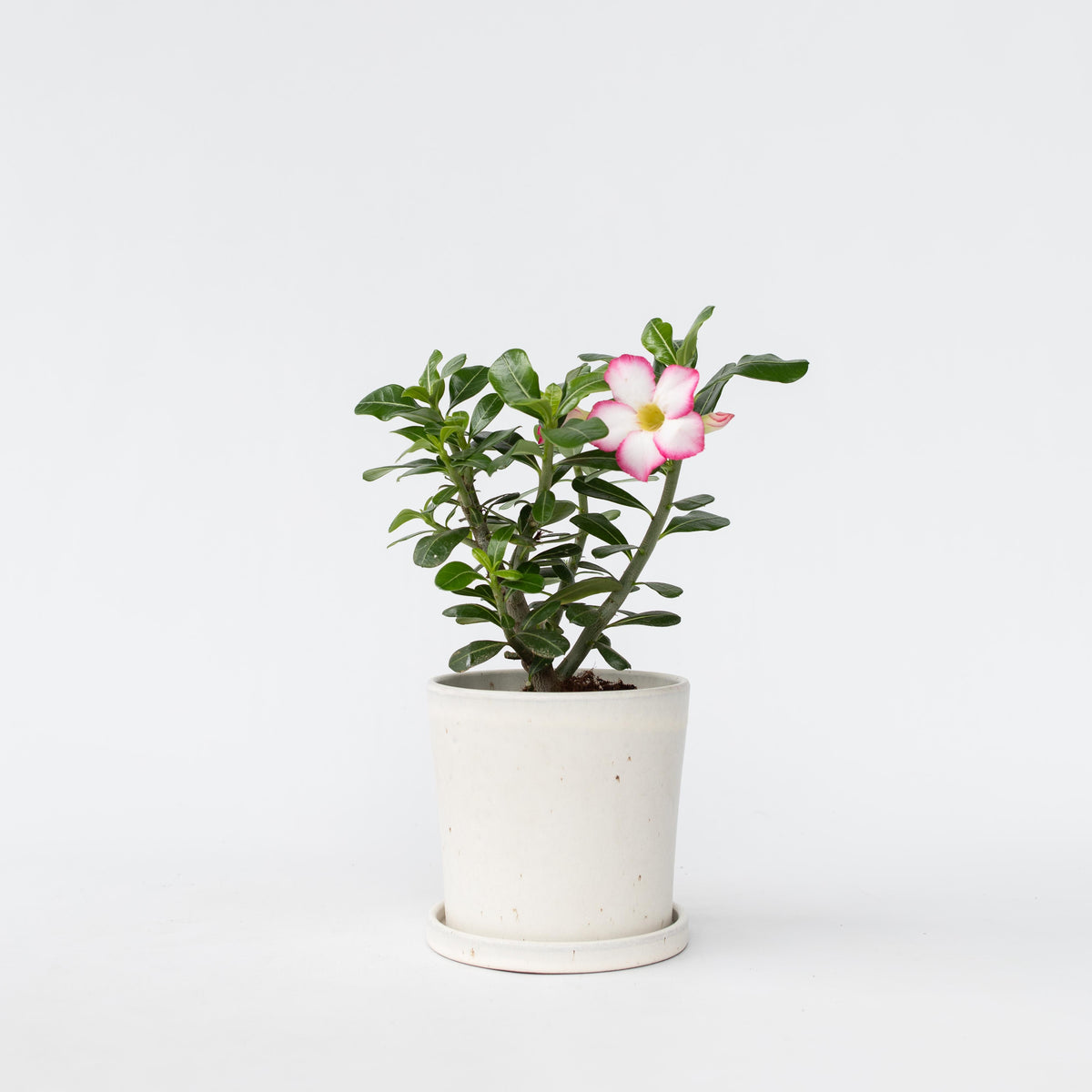 Desert Rose - Adenium Obesum - Height 30-45cm - ⌀13cm | Set of 1 | Pink