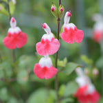 Salvia Cherry Lips - 3 x 9cm Pots