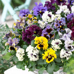 Pansy Frizzle Sizzle Mixed Colours Garden Ready Plants - Vibrant Winter & Spring Blooms | 12 x Garden Ready Plants