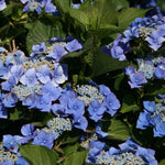 Hydrangea Macrophylla Blaumeise Lace Cap Garden Shrub