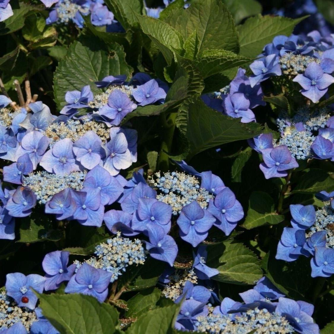 Hydrangea Macrophylla Blaumeise Lace Cap Garden Shrub