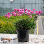 Armeria 'dreameria Daydream' Pink Pompom Perennial | 1 x 2L | Pink