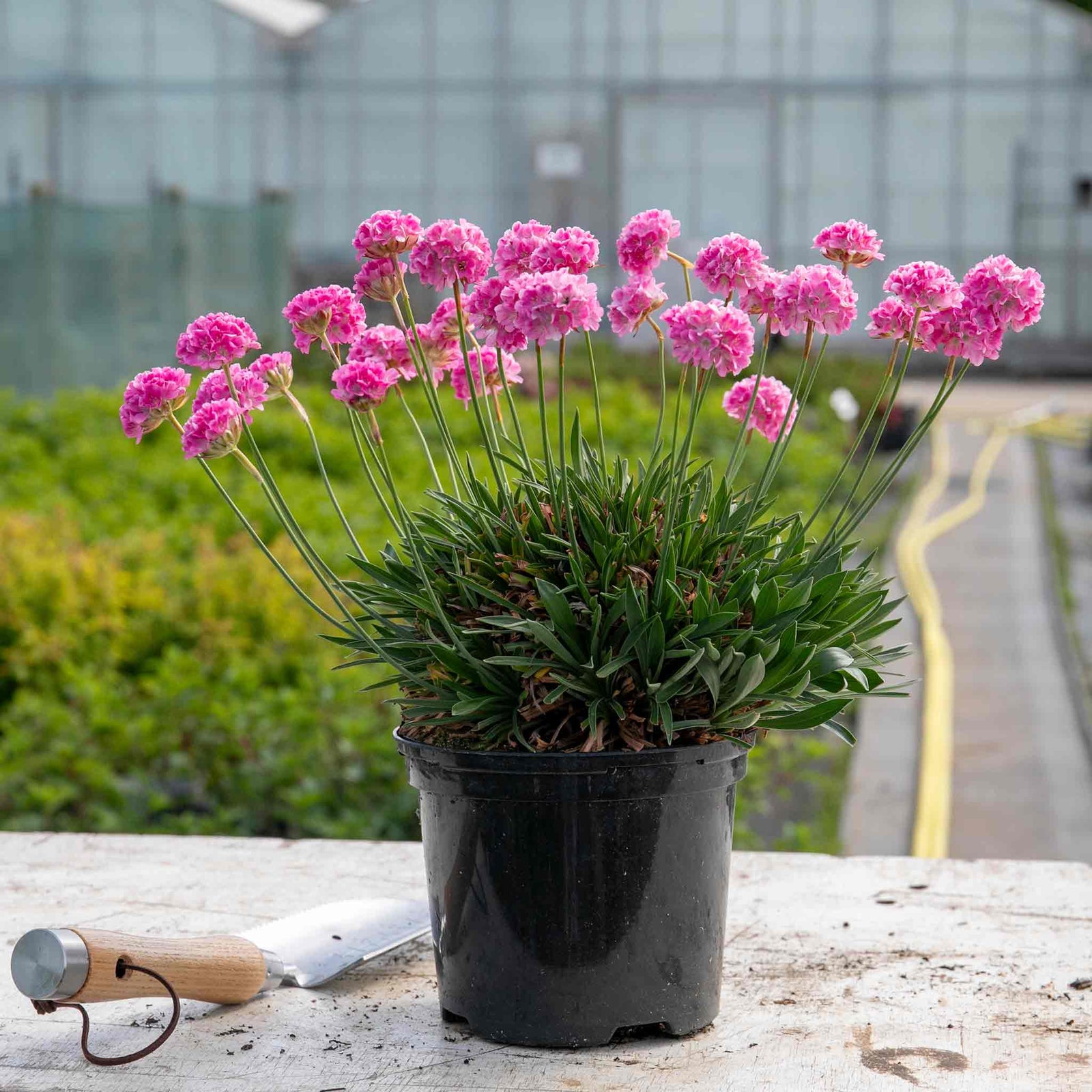 Armeria 'dreameria Daydream' Pink Pompom Perennial | 1 x 2L | Pink