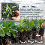 Cosmos 'cherry Chocolate' Compact Fragrant Perennial Plant | 3 x Jumbo Plug Plants