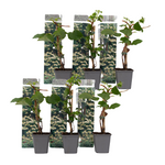Hortensia - Hydrangea Anomale Petiolaris - Height 25-40cm - ⌀9cm | Set of 6 | White