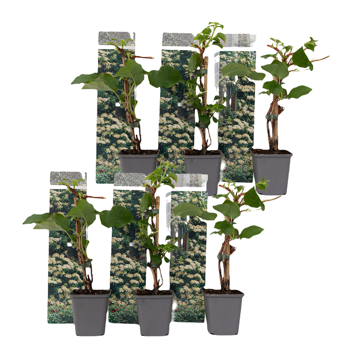 Hortensia - Hydrangea Anomale Petiolaris - Height 25-40cm - ⌀9cm | Set of 6 | White