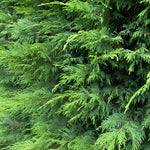 Green Leylandii Cupressocyparis Leylandii Hedging Trees 6ft Pallet Of 10 Supplied In 7.5 Litre Pots
