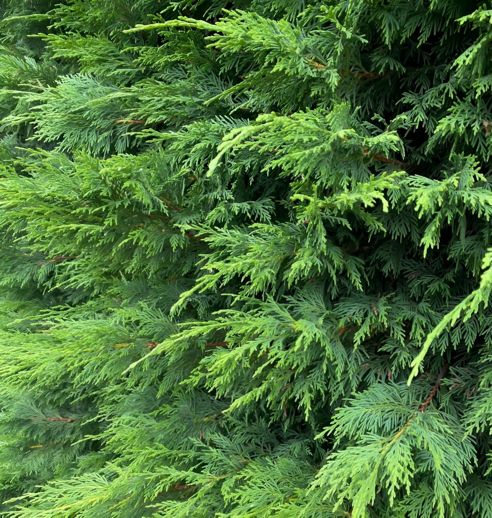 Green Leylandii Cupressocyparis Leylandii Hedging Trees 6ft Pallet Of 10 Supplied In 7.5 Litre Pots