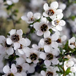 Leptospermum Leonard Wilson Evergreen Garden Shrub