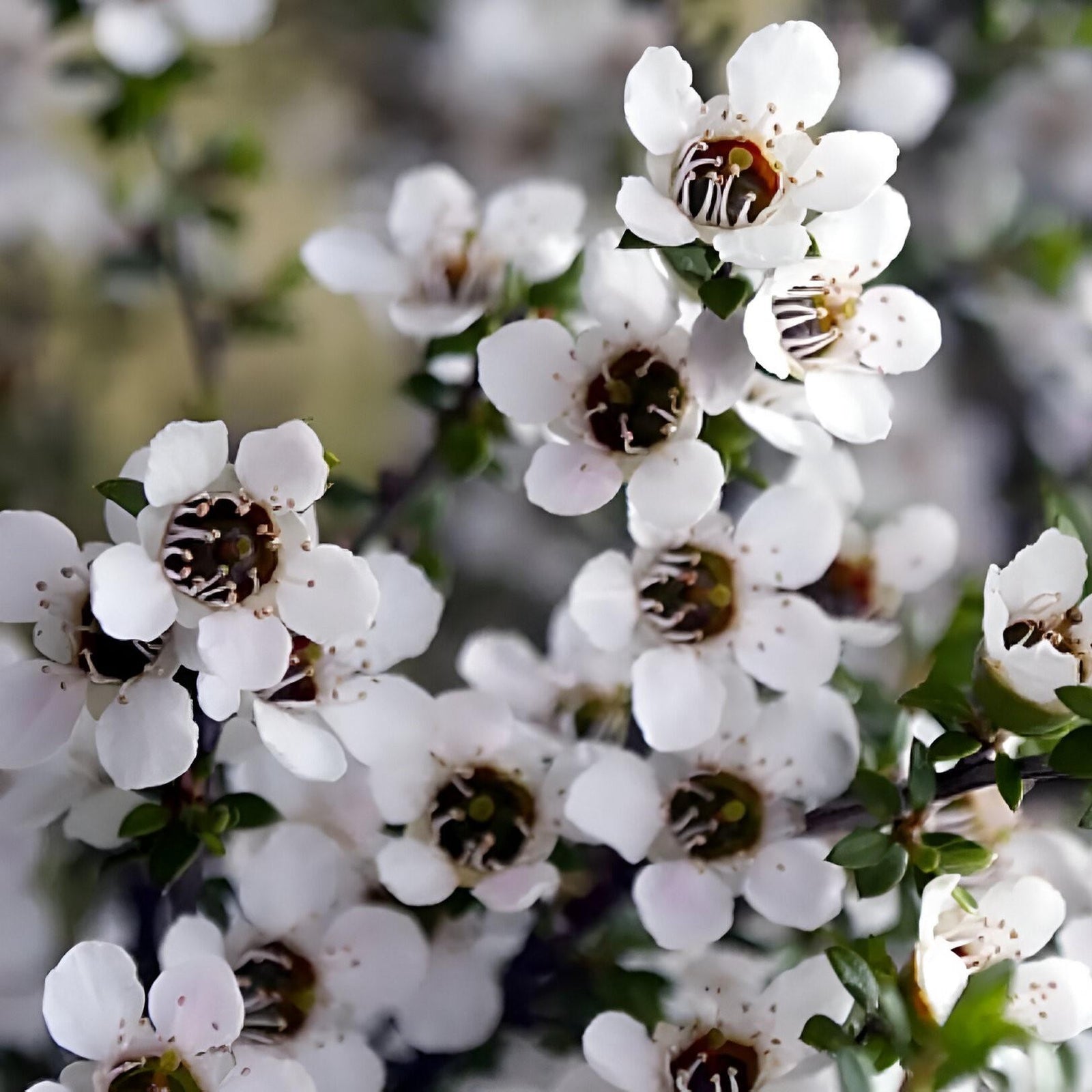 Leptospermum Leonard Wilson Evergreen Garden Shrub