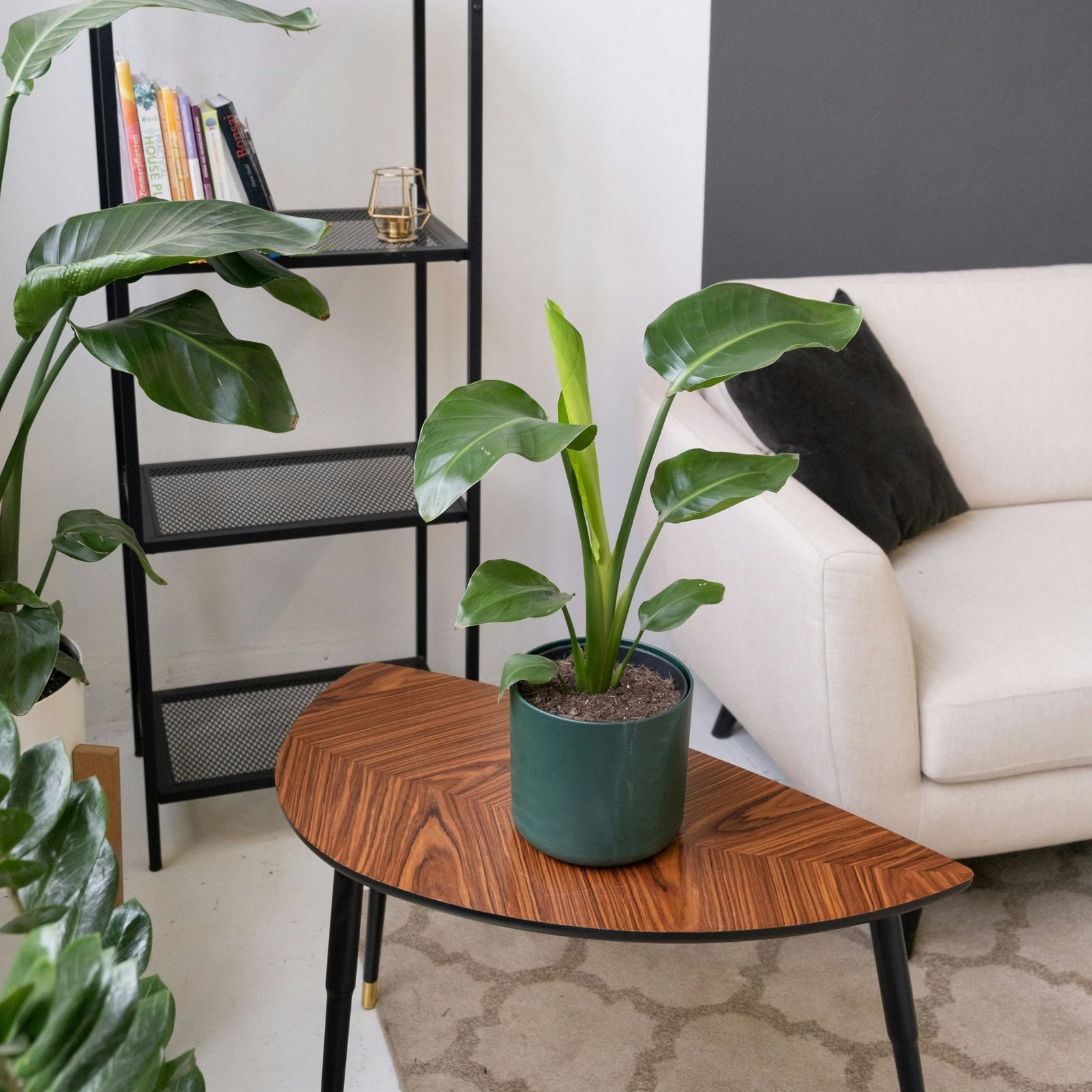 Bird Of Paradise - 6 Pcs. - Strelitzia Reginea - Height 25-40cm - ⌀9cm | Set of 6 | Orange