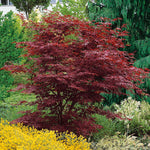 Acer Palmatum 'atropurpureum' - Purple-red Ornamental Tree | 3 x 7cm Plants | Burgundy