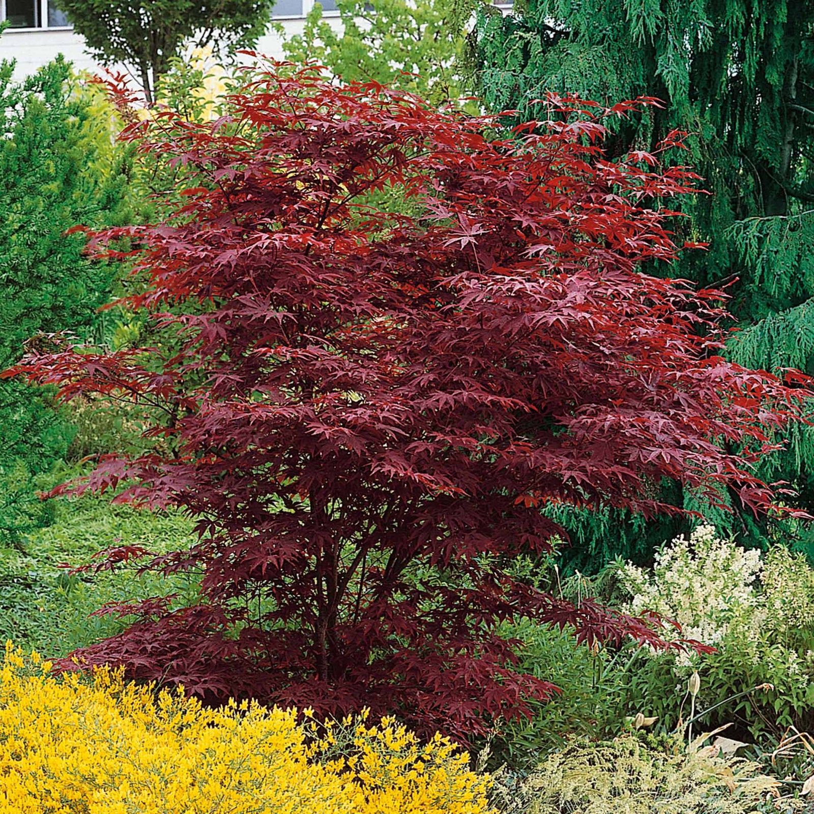 Acer Palmatum 'atropurpureum' - Purple-red Ornamental Tree | 3 x 7cm Plants | Burgundy