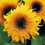 Sunflower 'starburst Panache' - Double Golden, Pollen-free, Seeds | 22 Seeds