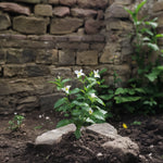 Star Of Jasmine - Jasminum 'officinale' - Height 25-40cm - ⌀9cm | Set of 6 | White