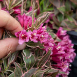 Weigela 'all Summer Monet' Variegated Dwarf Shrub | 1 x 3L | Pink