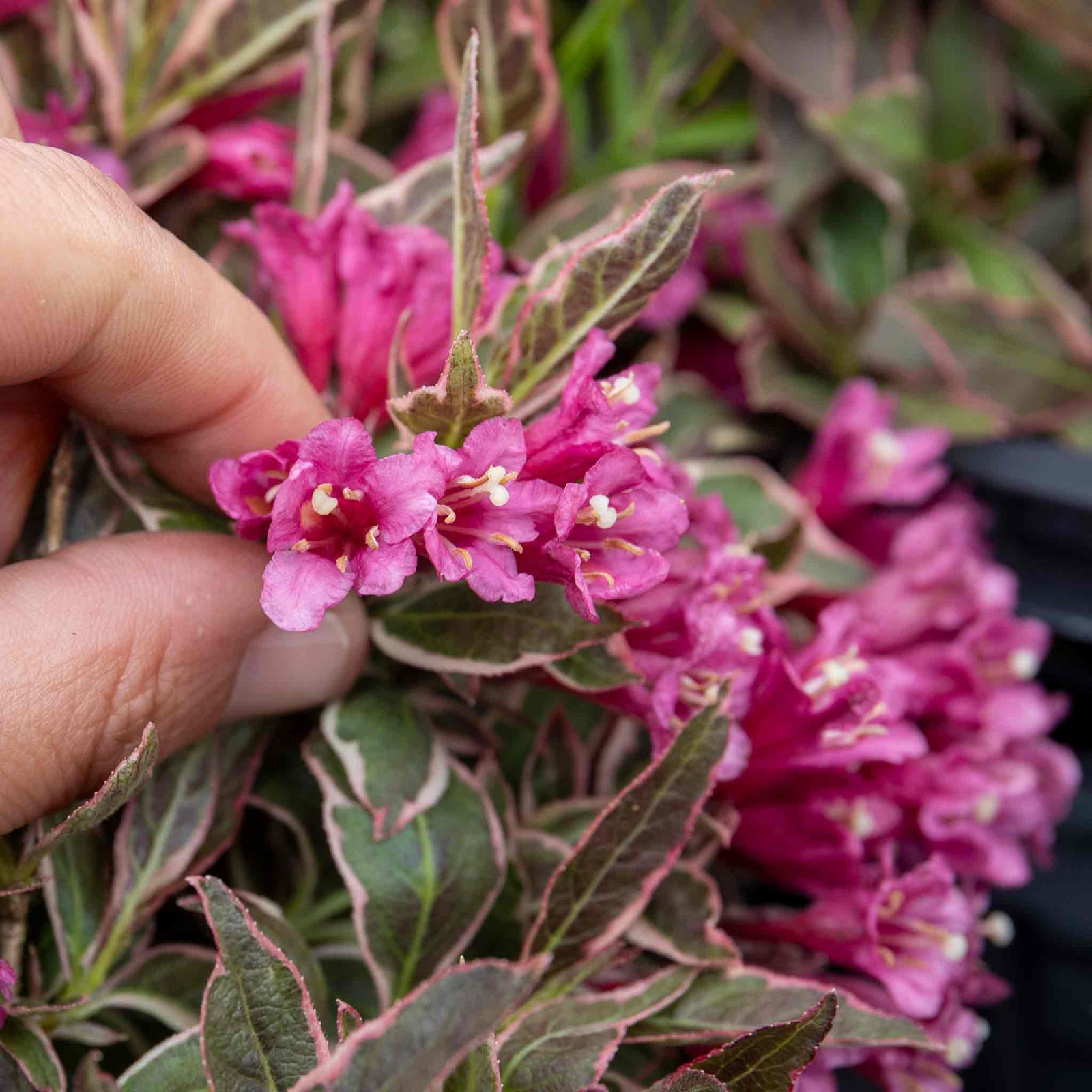 Weigela 'all Summer Monet' Variegated Dwarf Shrub | 1 x 3L | Pink