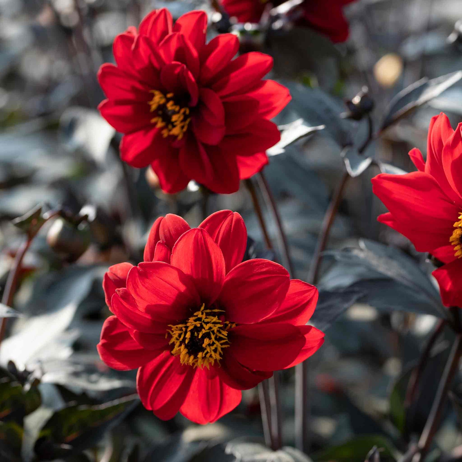Dahlia Pinnata 'black Forest Ruby' Seeds | 35 Seeds