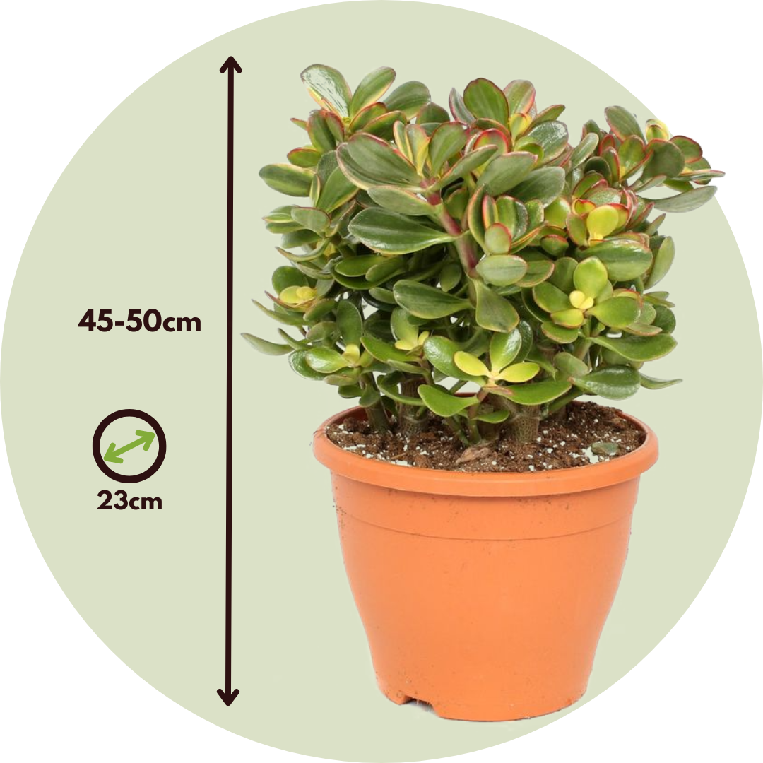 Jade Plant - Crassula Ovata 'sunset' - Height 45-50cm - ⌀23cm | Set of 1 | Green