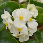 Begonia 'megawatt White Green Leaf' - White Flowers And Green Foliage | 12 x Plug Plants | White