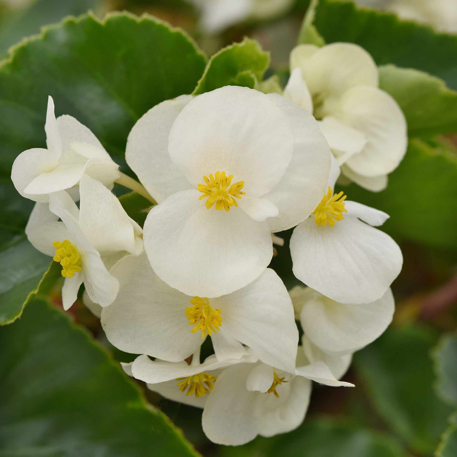Begonia 'megawatt White Green Leaf' - White Flowers And Green Foliage | 12 x Plug Plants | White