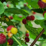 Raspberry 'tower' Plant - Upright Patio Raspberry | 1 x 3L