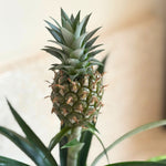 Miniature Pineapple Plant - Ananas Comosus 'mi Amigo' - Height 35-45cm - ⌀12cm | Set of 1 | Green
