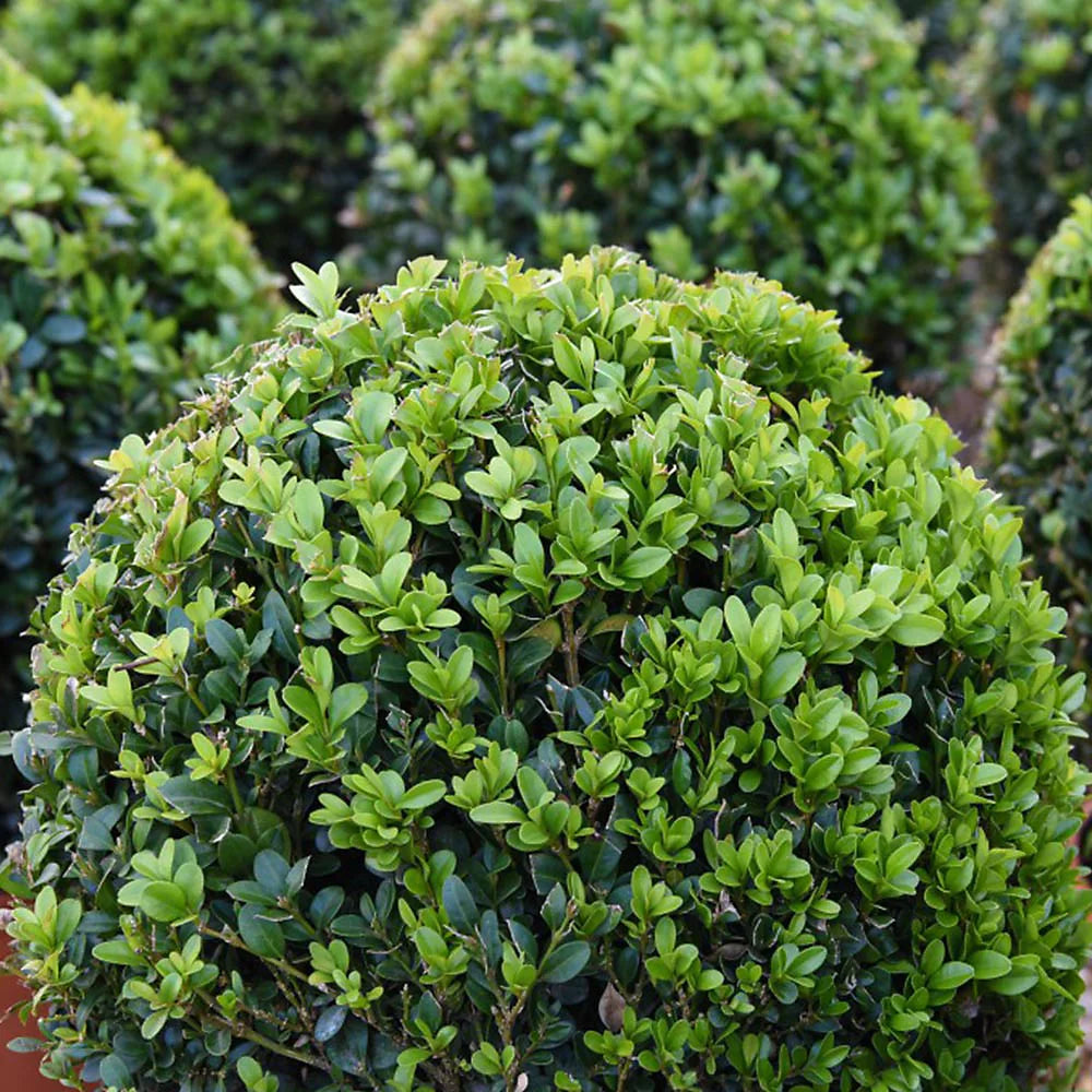 Thompson & Morgan A Pair Of Topiary Buxus Sempervivum Balls