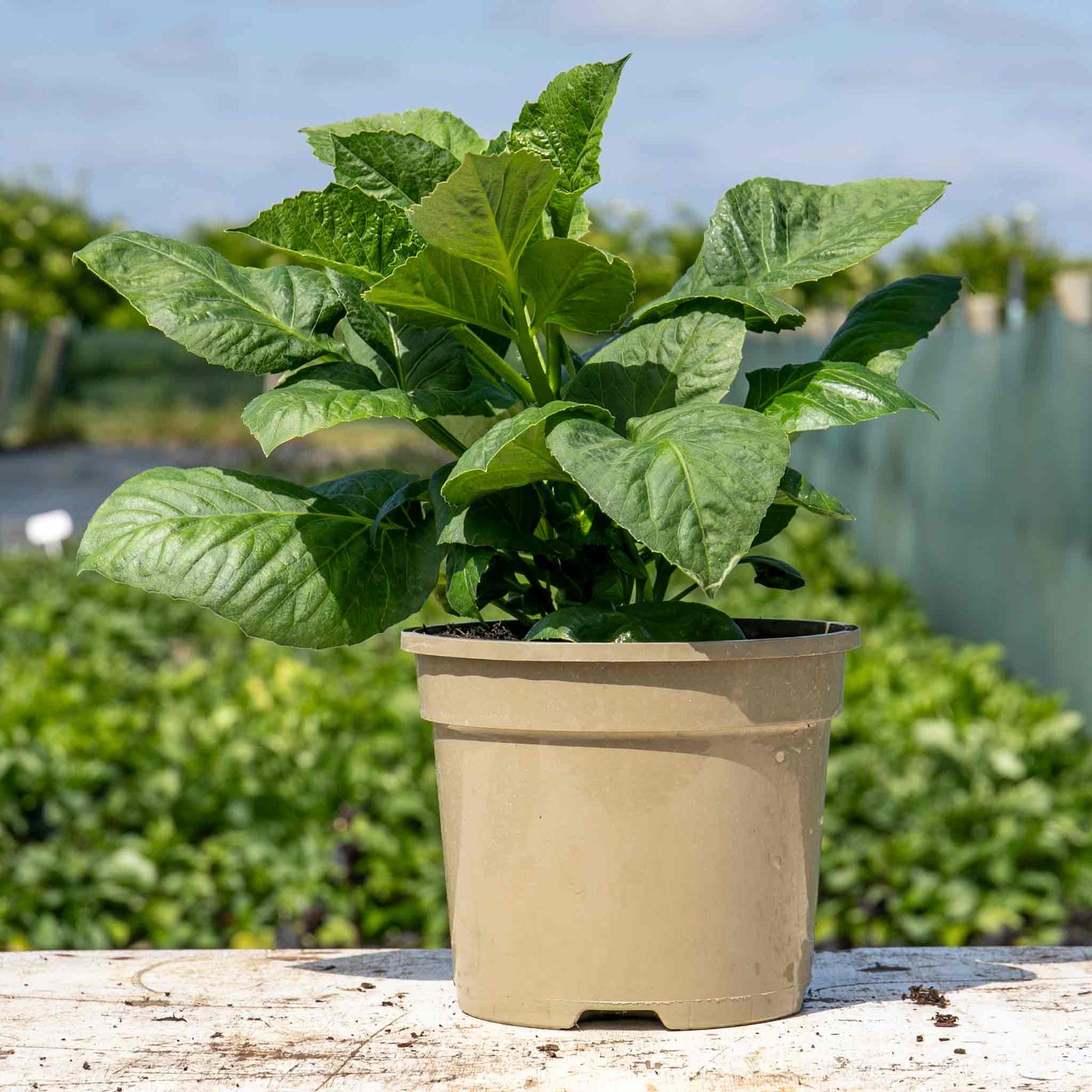 Dahlia 'café Au Lait' | 1 x Tuber