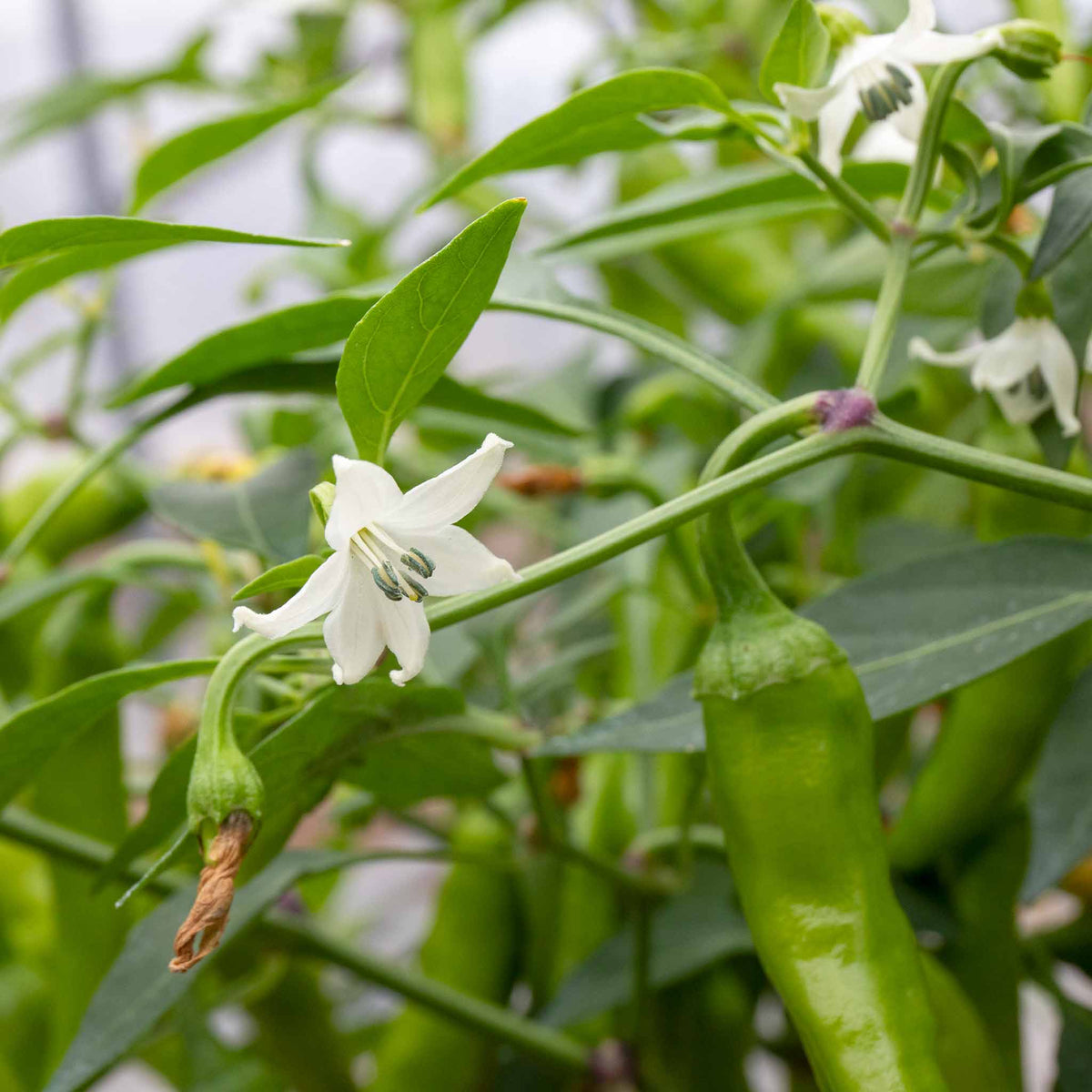 Chilli Plant 'apache' Compact Patio Pepper 9cm Plants | Set of 3 | Red