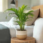 Areca Palm 'golden Cane' - 4 Pcs. - Dypsis Lutescens - Height 30-45cm - ⌀12cm | Set of 4 | Green
