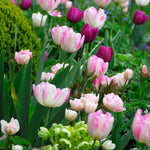 Tulip Angelique Bulbs | 8 x Bulbs