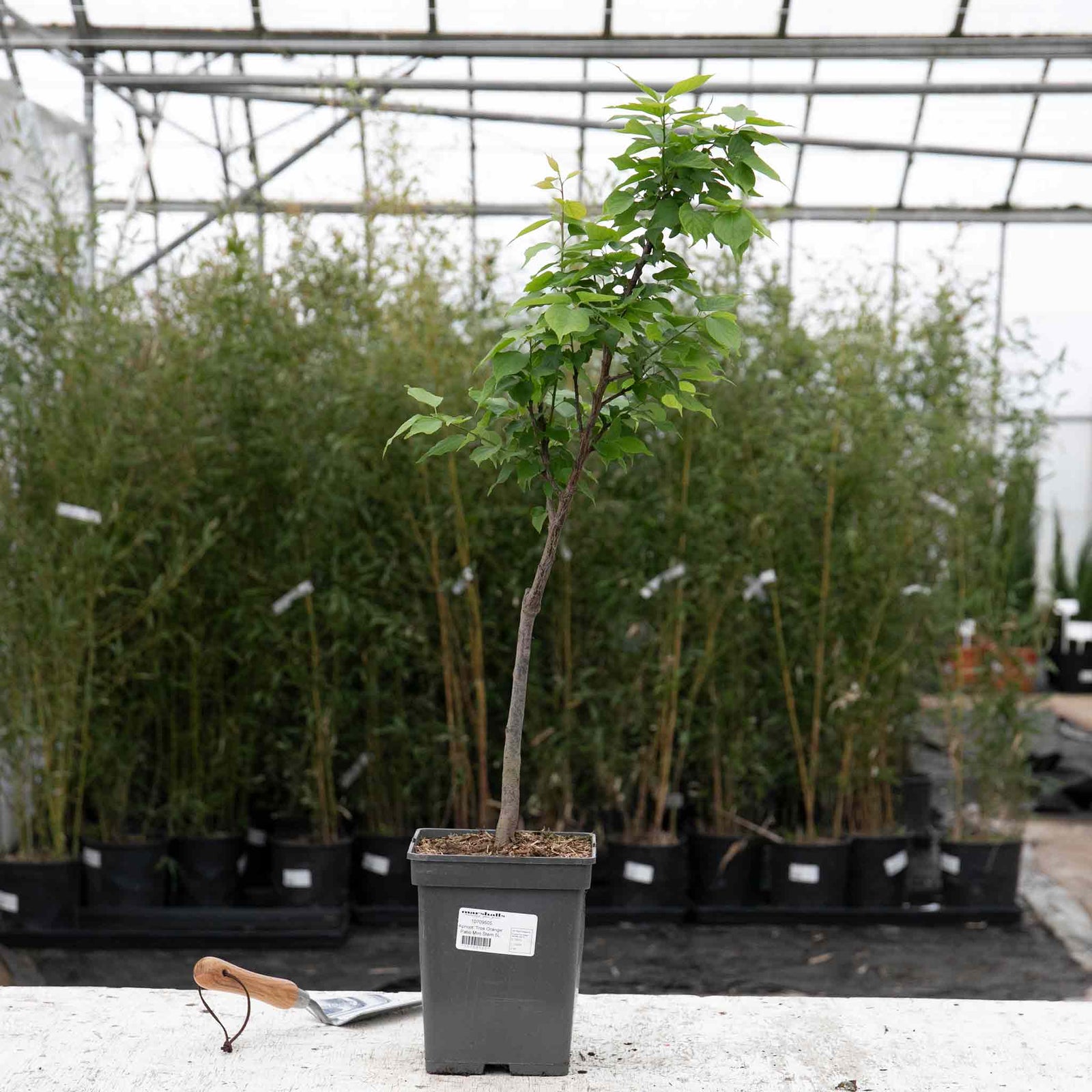 Apricot Tree 'tros Orange' Dwarf Patio | 1 x 5L | Orange