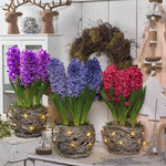 Homely Hyacinthus Orientalis Collection - Handcrafted Illuminated Trio Of Baskets Filled With Scented Hyancinths
