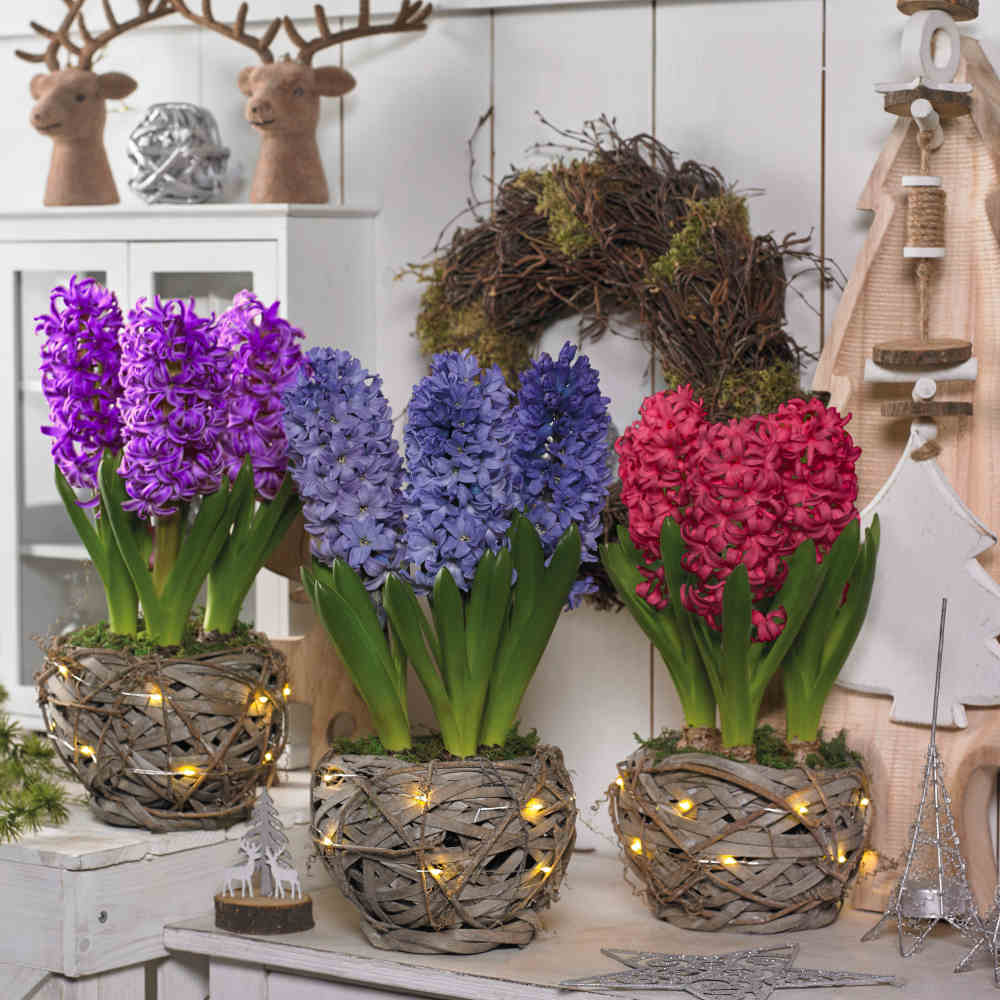 Homely Hyacinthus Orientalis Collection - Handcrafted Illuminated Trio Of Baskets Filled With Scented Hyancinths