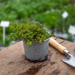 Lemon Variegated Thyme (thymus Citriodorus 'aureus') 1l Plant | Set of 1 | Green & White