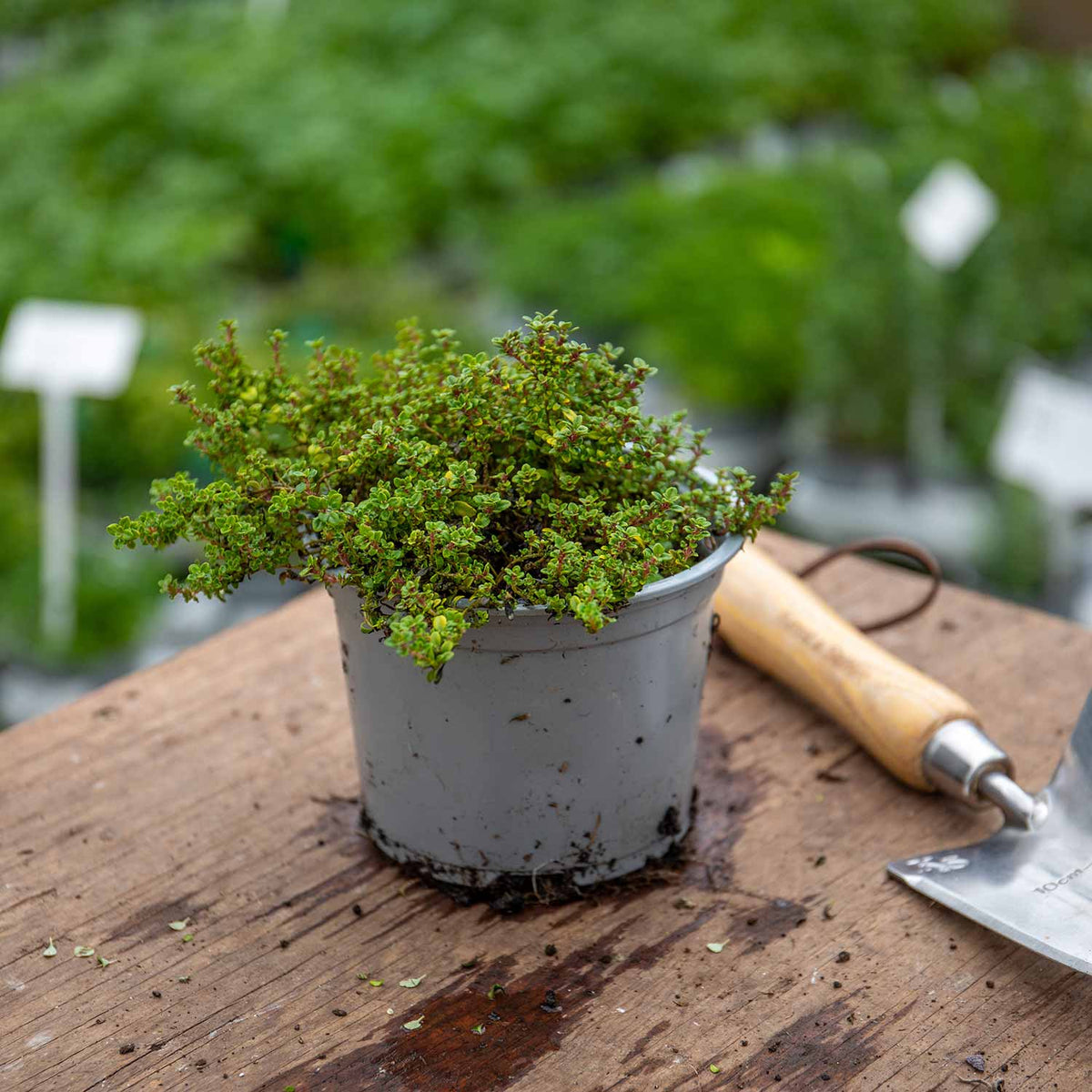 Lemon Variegated Thyme (thymus Citriodorus 'aureus') 1l Plant | Set of 1 | Green & White