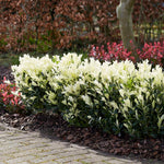 Euonymus 'himalaya' Evergreen Shrub - Hardy Low-maintenance | 1 x 9cm | Green & White