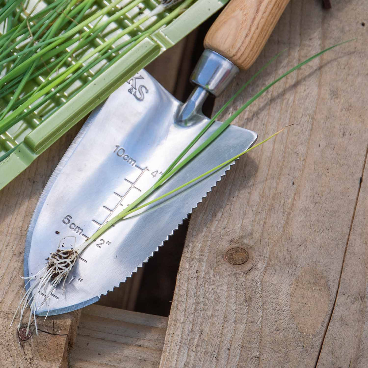 Onion Plants Ailsa Craig & Sturon Seedlings | Set of 80