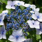Hydrangea Macrophylla Blue Wave - 14cm pots | Set-of-1 | Blue