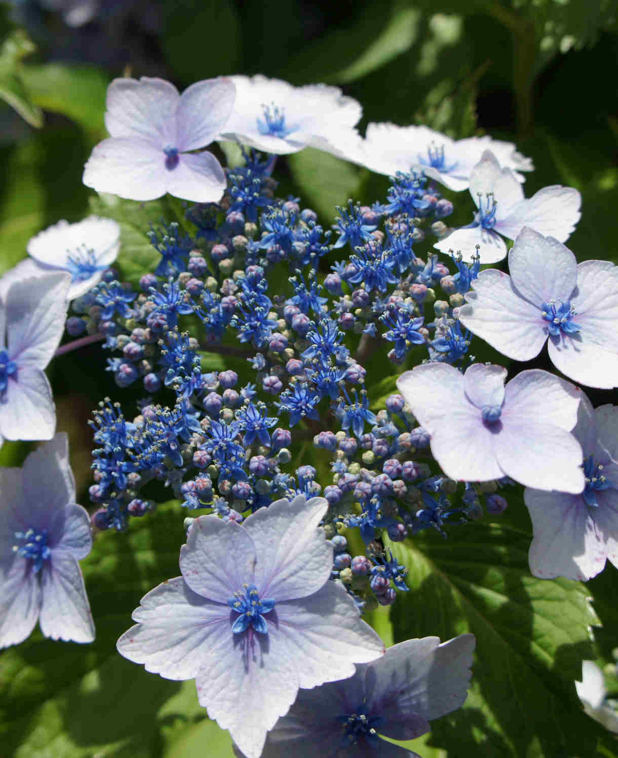 Hydrangea Macrophylla Blue Wave - 14cm pots | Set-of-1 | Blue