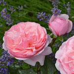 Rose 'darling' Floribunda Soft Pink Bare Root Bare Root | 1 x Bare Root | Pink