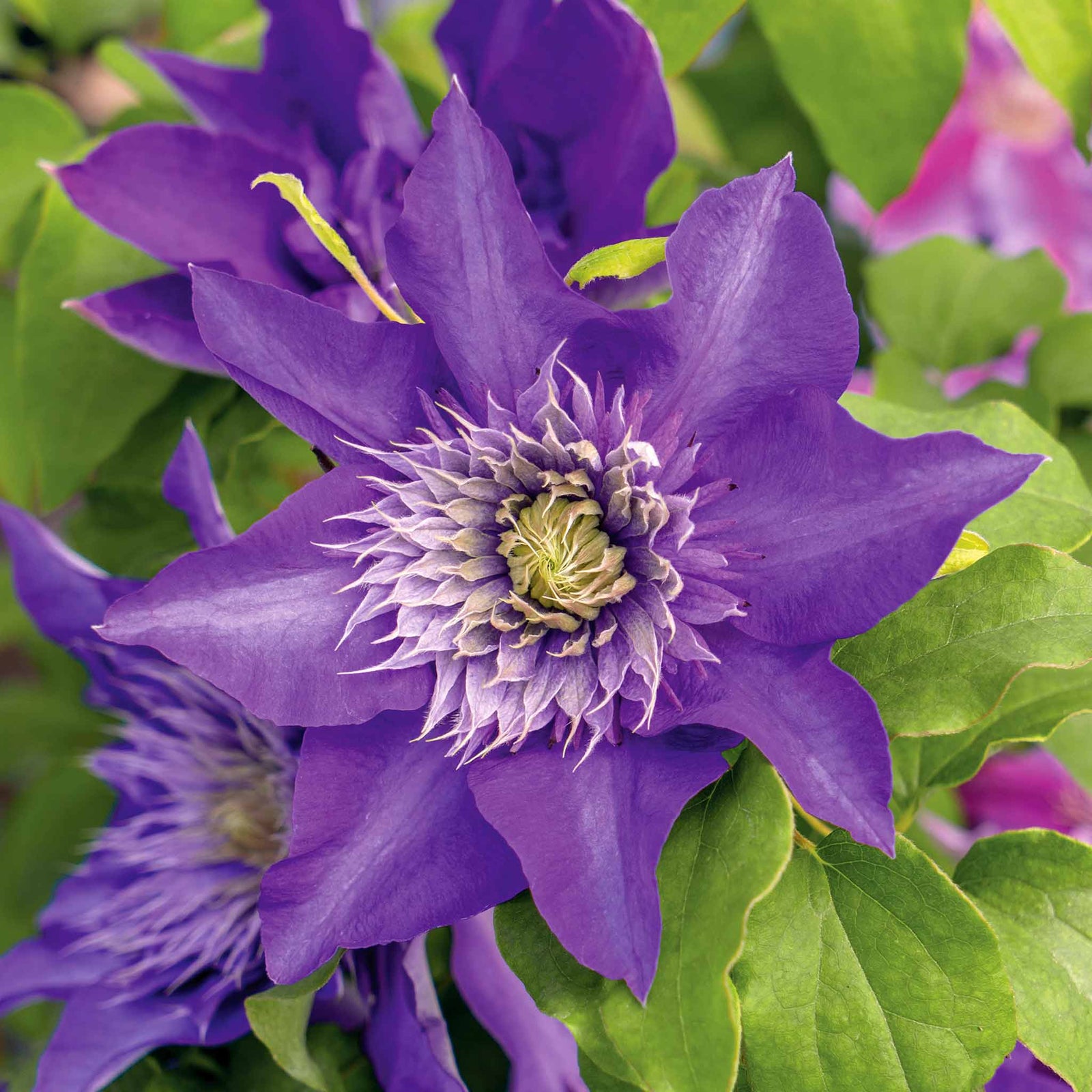 Clematis 'multi Blue' Navy-blue Double-flowered Climber | 3 x 7cm Plants | Blue & Green