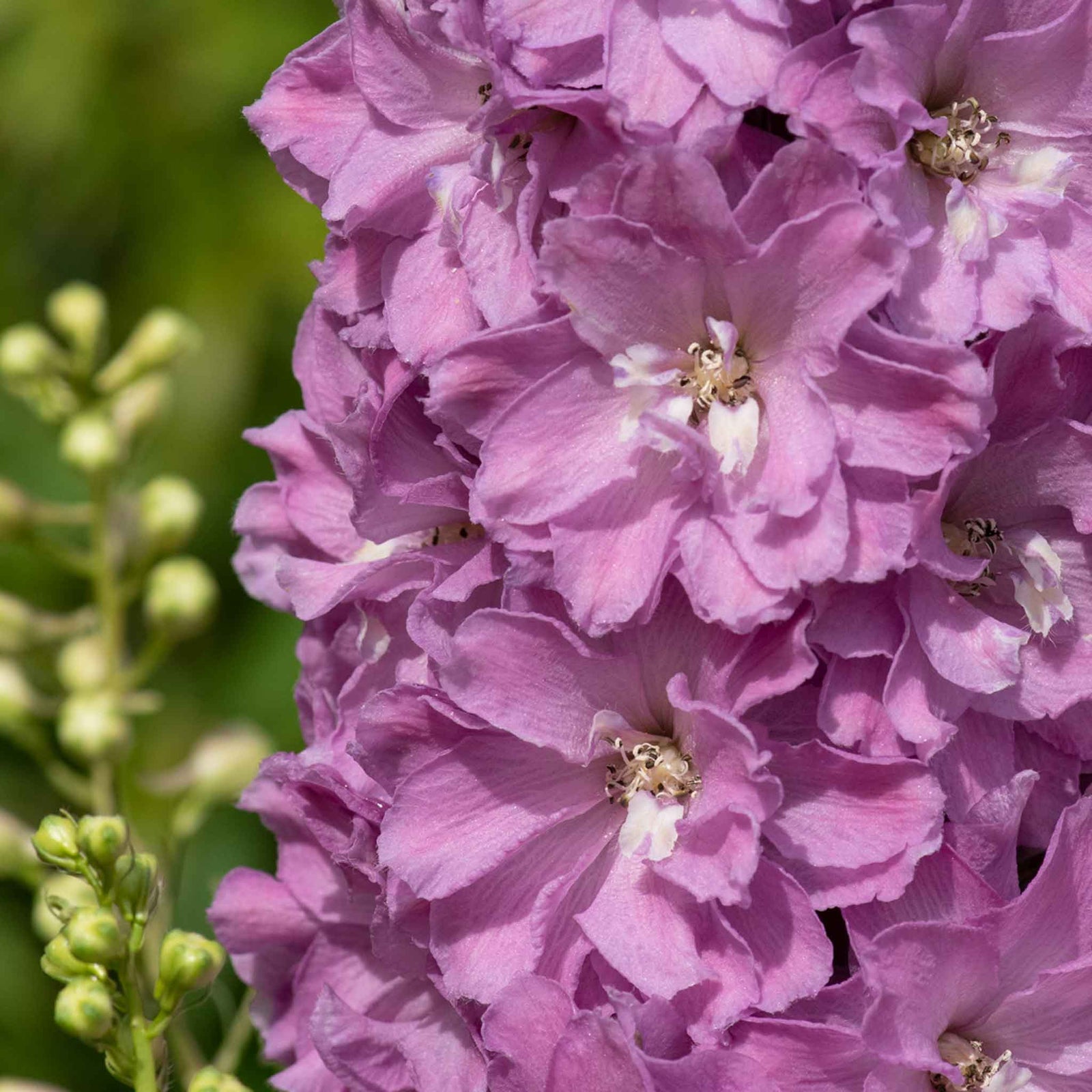 Delphinium 'delgenius Juliette' 2l Plant | 2L | Pink