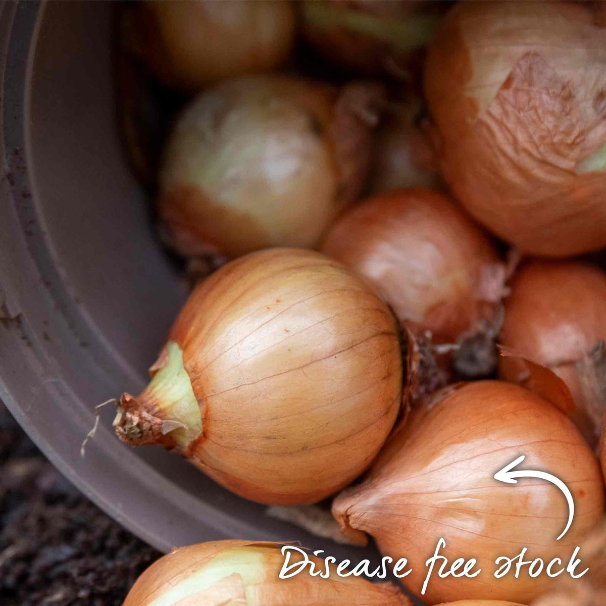 Shallot Duo Pack - Red Sun & Golden Gourmet | Set of 2