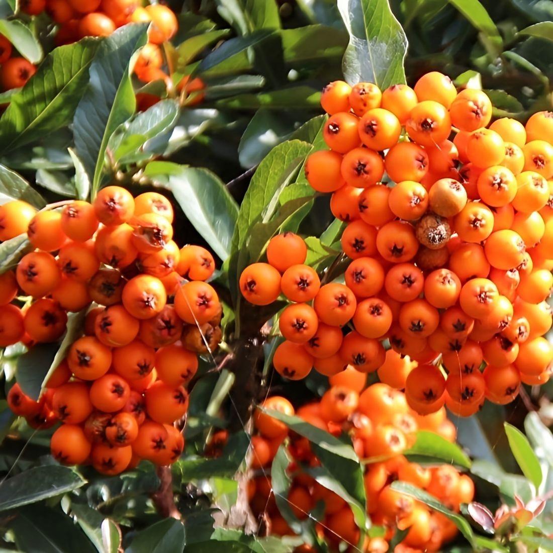 Direct Plants 4x 4ft Large Mixed Pyracantha Plants Evergreen Shrubs Potted (4 Colours)