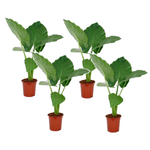 Elephant's Ear - 4 Pcs. - Alocasia 'macrorrhizos' - Height 60-70cm - ⌀17cm | Set of 4 | Green