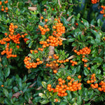 Pyracantha Traffic Lights Collection - Set Of 3 Plants In 9cm Pots