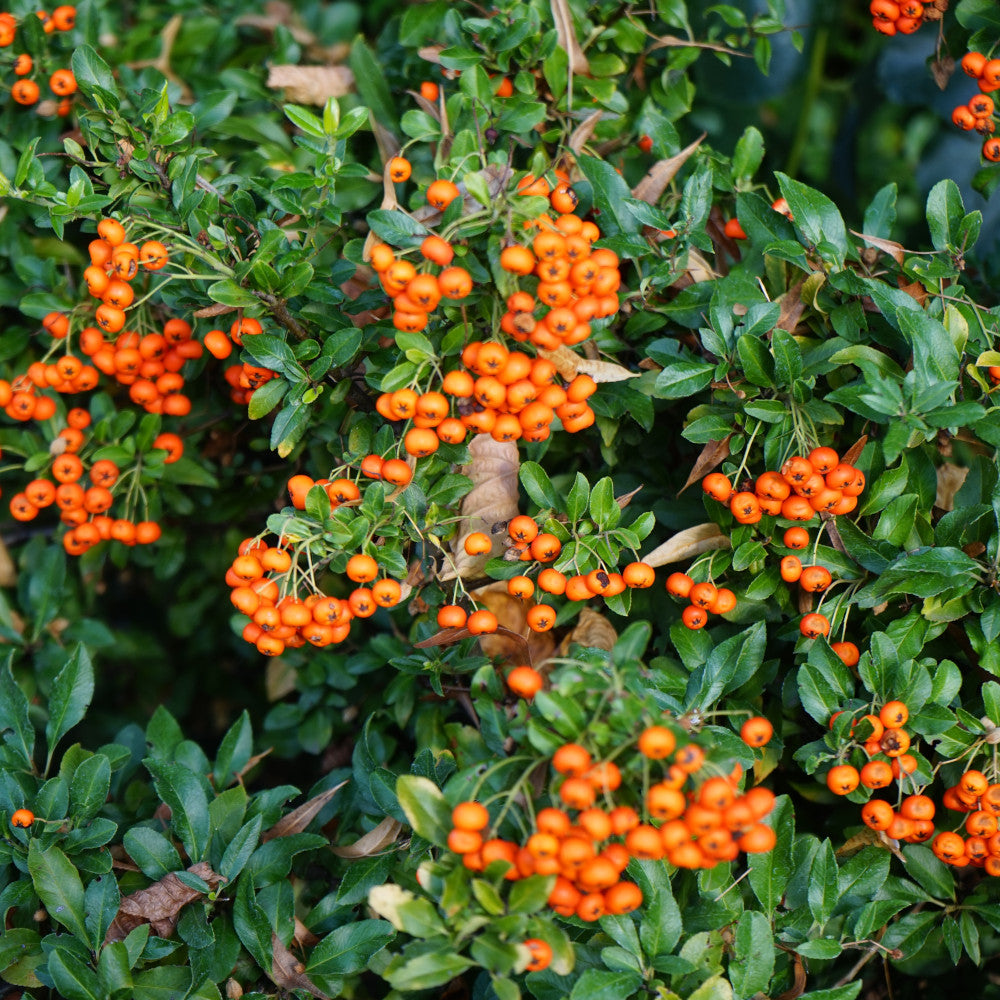 Pyracantha Traffic Lights Collection - Set Of 3 Plants In 9cm Pots